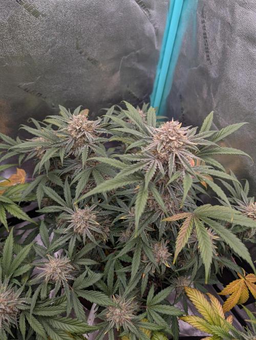 Deep purple crush. Week 10