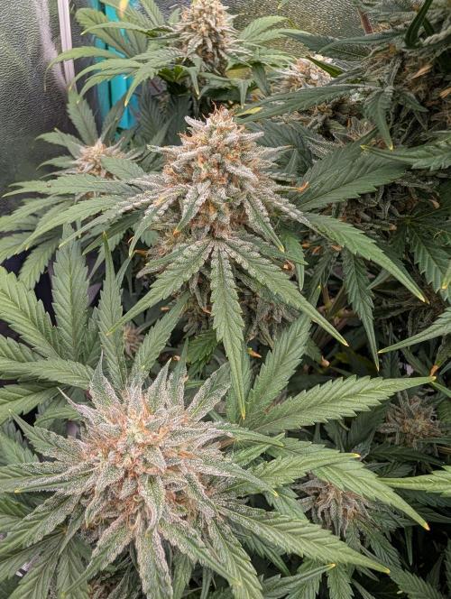 Deep purple crush. Week 10