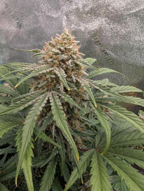 Deep purple crush. Week 10