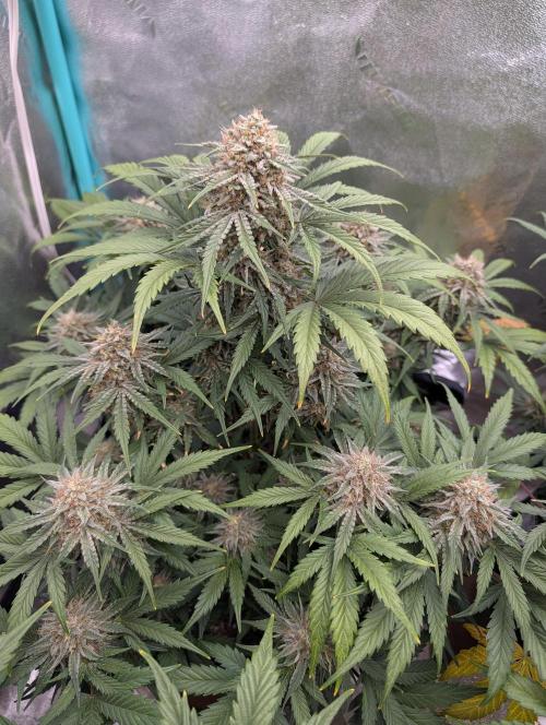 Deep purple crush. Week 10