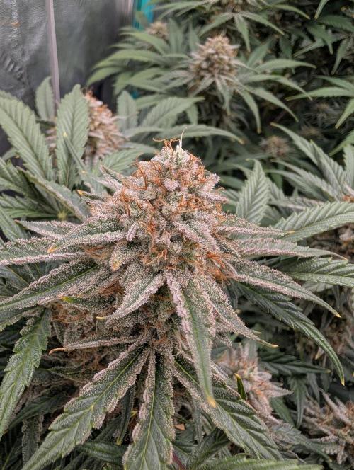 Deep purple crush. Week 10