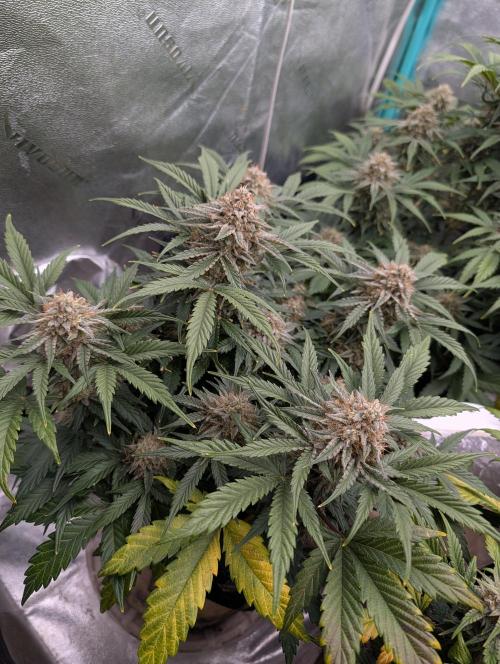 Deep purple crush. Week 10