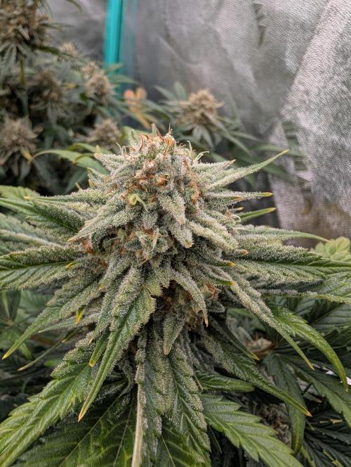 Deep purple crush. Week 10