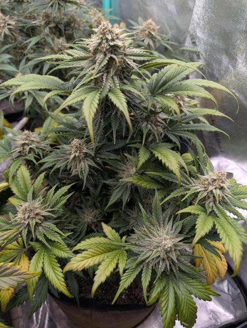 Deep purple crush. Week 10