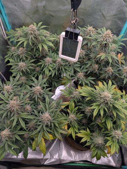 Deep purple crush. Week 10