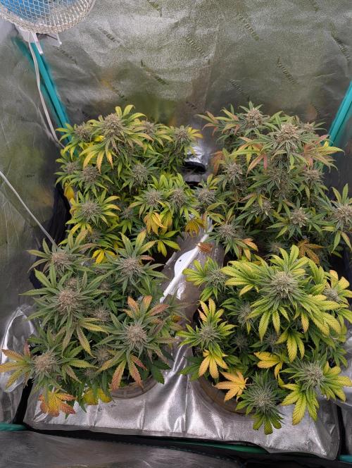 Deep purple crush. Week 11