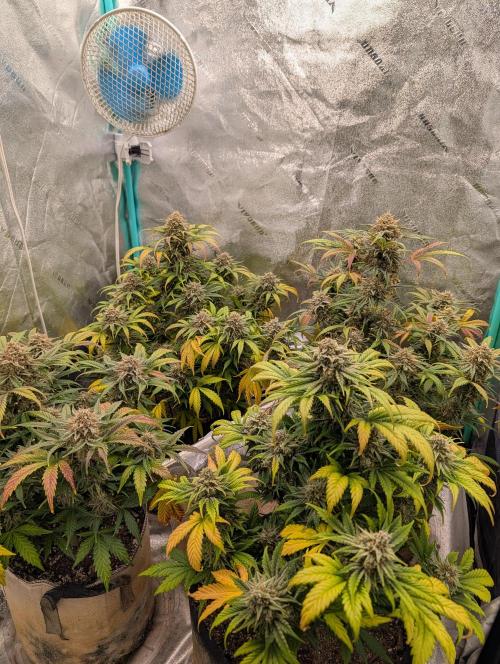 Deep purple crush. Week 11