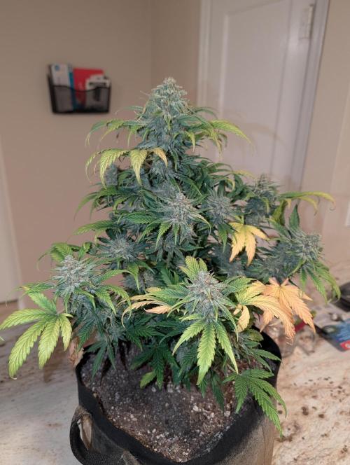 Deep purple crush. Week 11