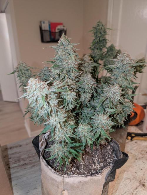 Deep purple crush. Week 11