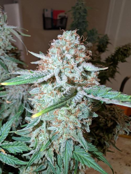 Deep purple crush. Week 11