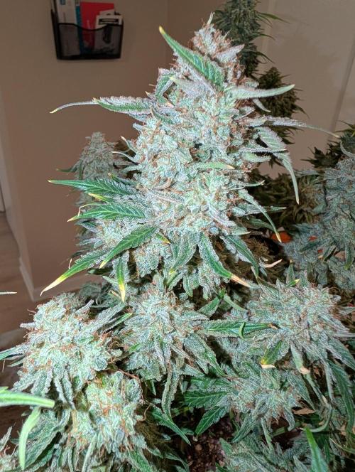 Deep purple crush. Week 11