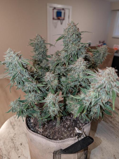 Deep purple crush. Week 11