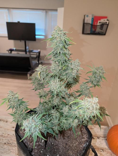 Deep purple crush. Week 11