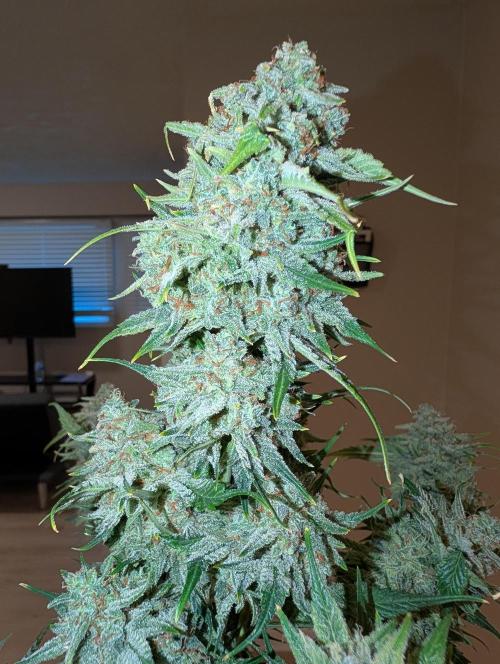 Deep purple crush. Week 11