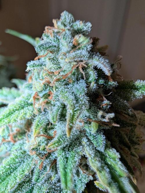 Deep purple crush. Week 11