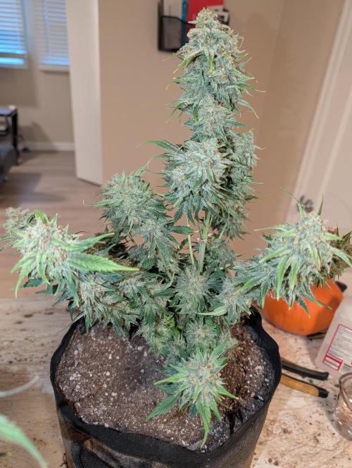 Deep purple crush. Week 11