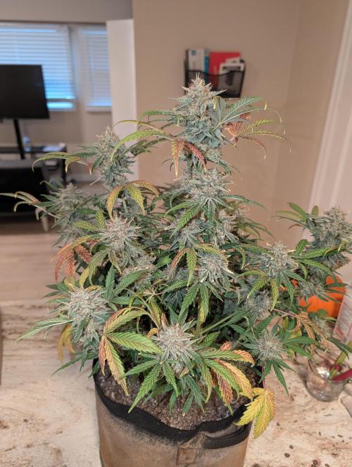 Deep purple crush. Week 11