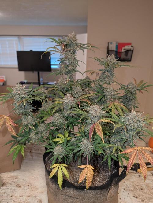 Deep purple crush. Week 11