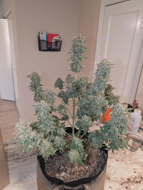 Deep purple crush. Week 11