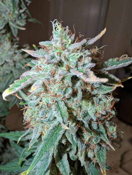 Deep purple crush. Week 11