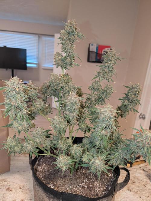 Deep purple crush. Week 11