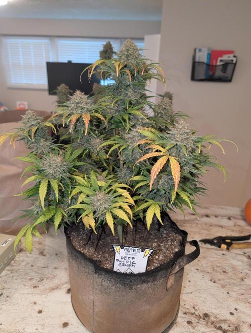 Deep purple crush. Week 11