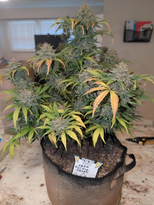 Deep purple crush. Week 11