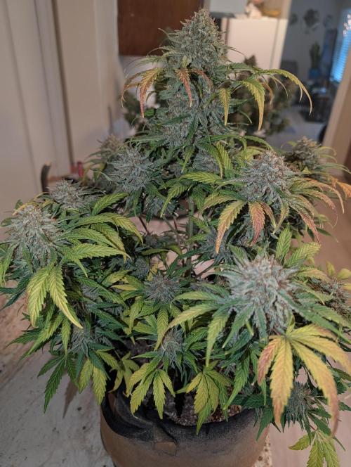 Deep purple crush. Week 11