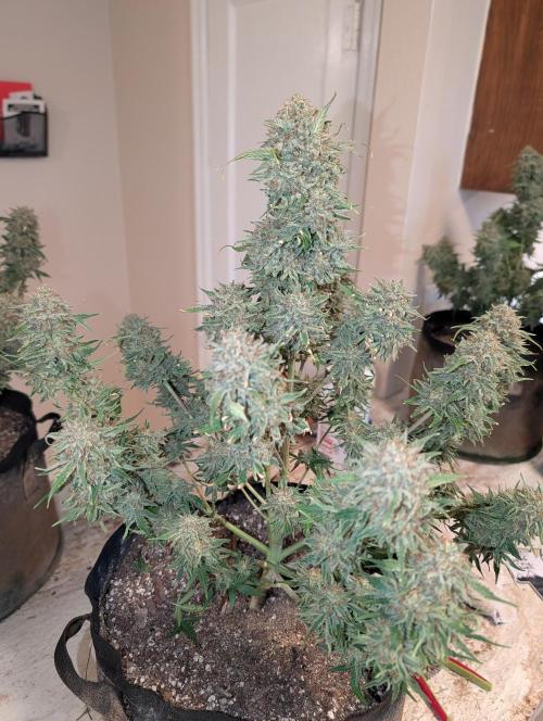 Deep purple crush. Week 11