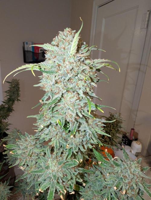 Deep purple crush. Week 11