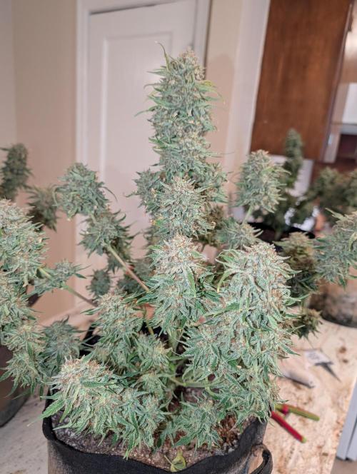 Deep purple crush. Week 11