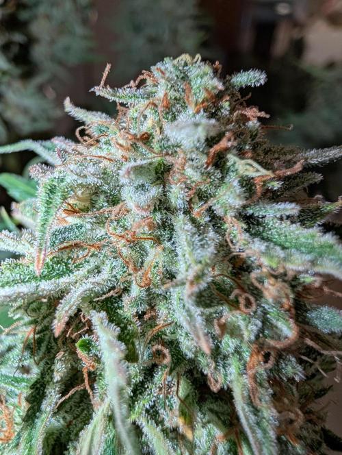 Deep purple crush. Week 11