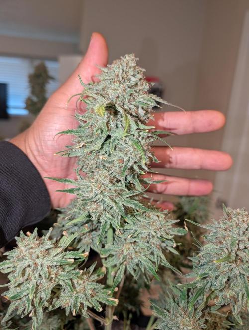 Deep purple crush. Week 11