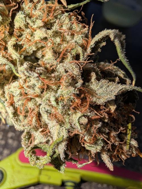 Deep purple crush. Week 12