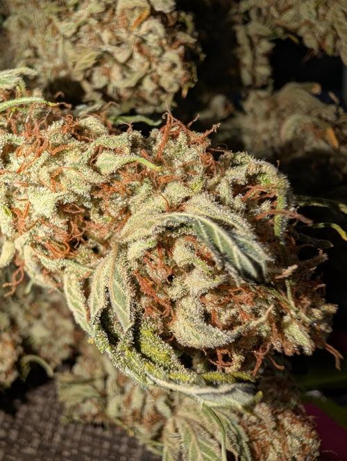 Deep purple crush. Week 12