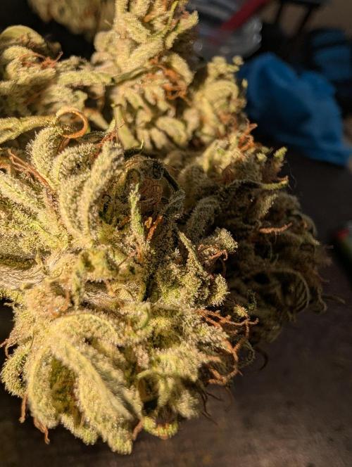 Deep purple crush. Week 12