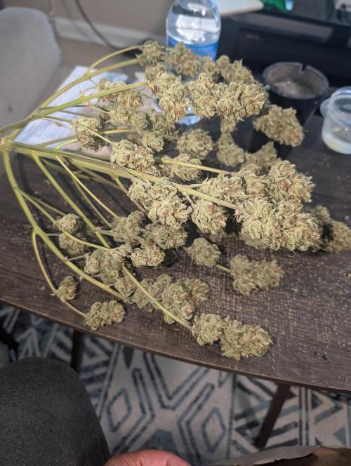 Deep purple crush. Week 12