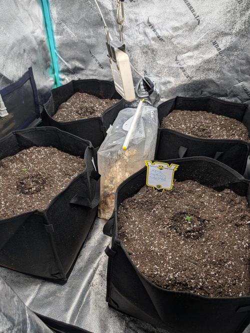 Milk & Qookie Smasher 1st run. Week 0