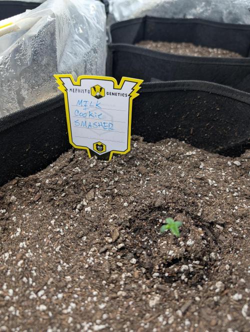 Milk & Qookie Smasher 1st run. Week 0