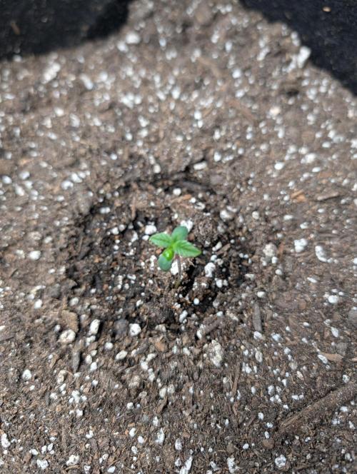 Milk & Qookie Smasher 1st run. Week 0