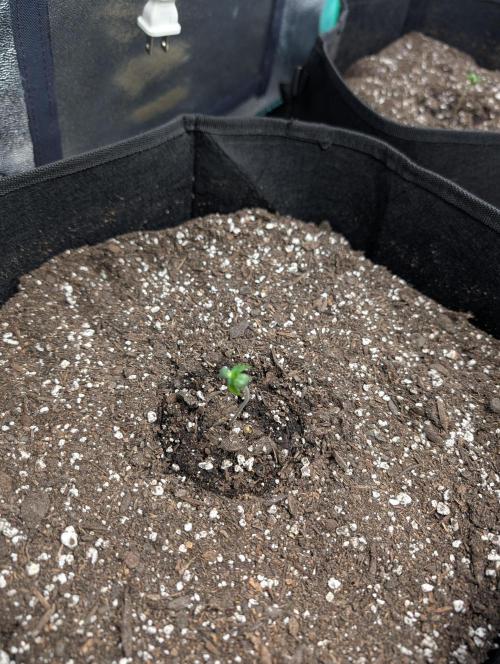 Milk & Qookie Smasher 1st run. Week 0