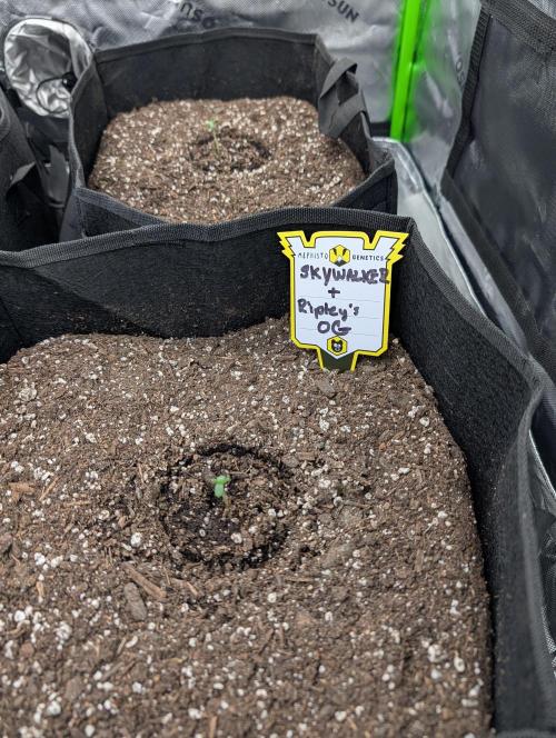 New tent setup 1st run. Week 0