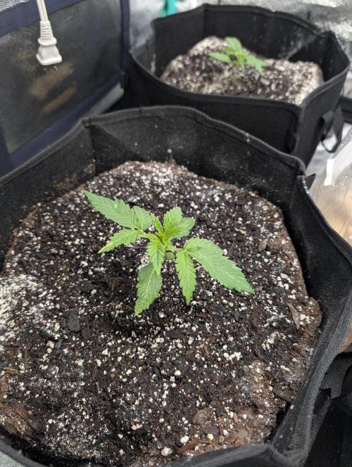 Milk & Qookie Smasher 1st run. Week 1