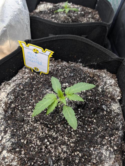 Milk & Qookie Smasher 1st run. Week 1