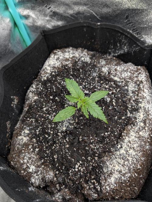 Milk & Qookie Smasher 1st run. Week 1