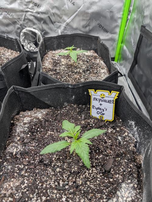 New tent setup 1st run. Week 2