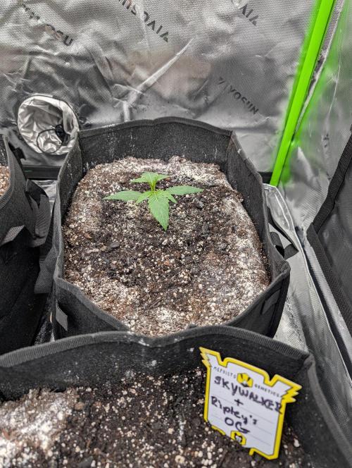 New tent setup 1st run. Week 2