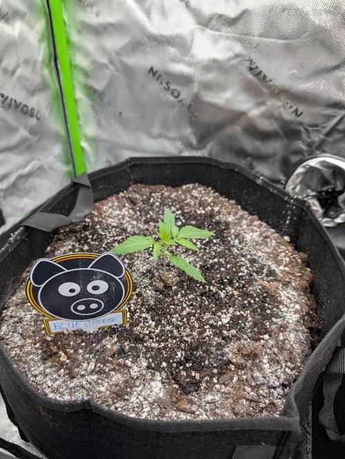 New tent setup 1st run. Week 2