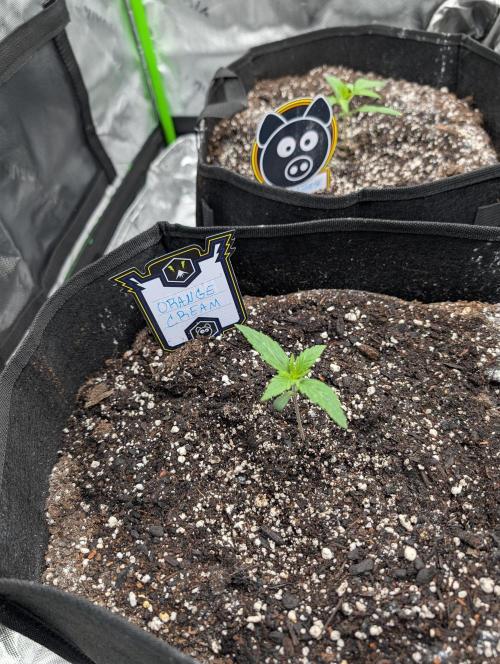 New tent setup 1st run. Week 2