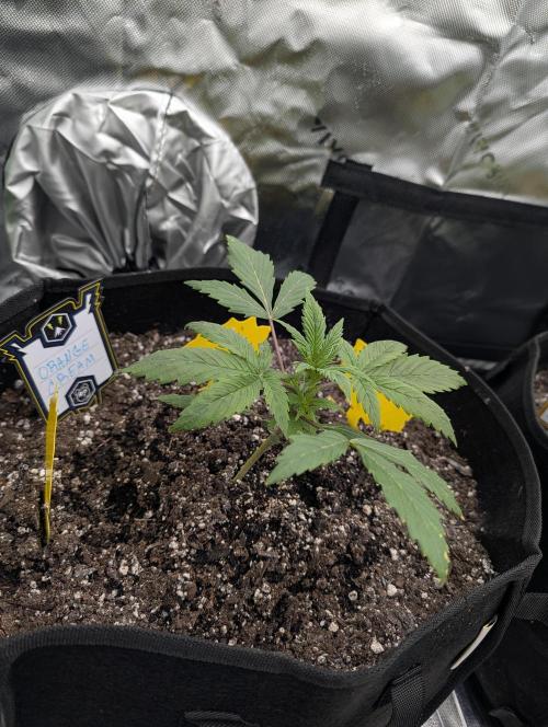 New tent setup 1st run. Week 3